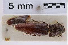 Foto (Dorsalansicht) von Melanotus pseudodiploconoides (Platia & Schimmel, 2001) (NHMW-ZOO-COL-0007731)